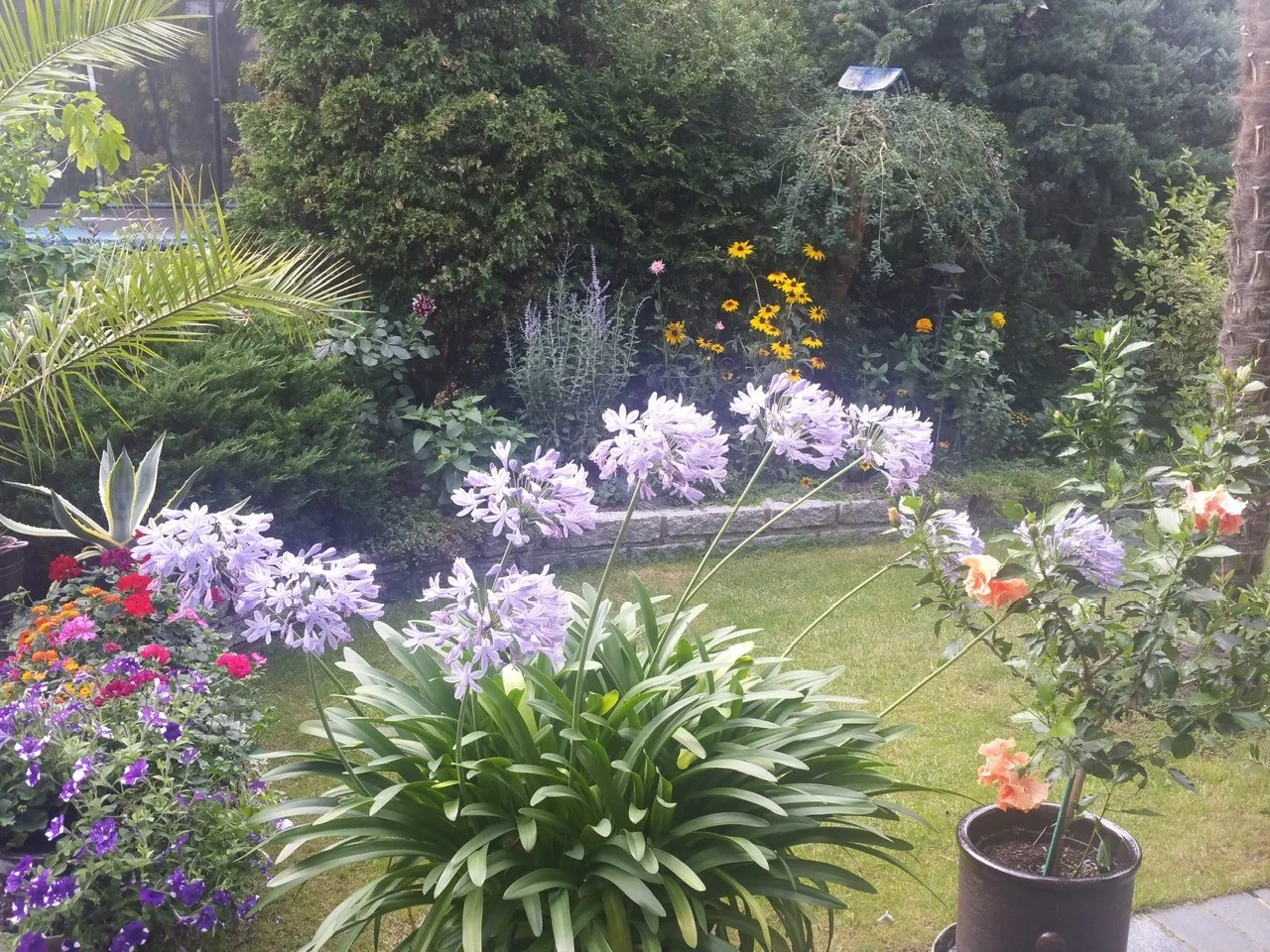 Farbenfrohe Blüten im gepflegten Garten