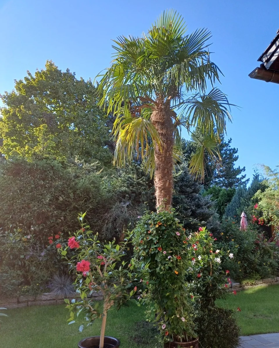 Große Palme im sommerlichen Garten der Pension