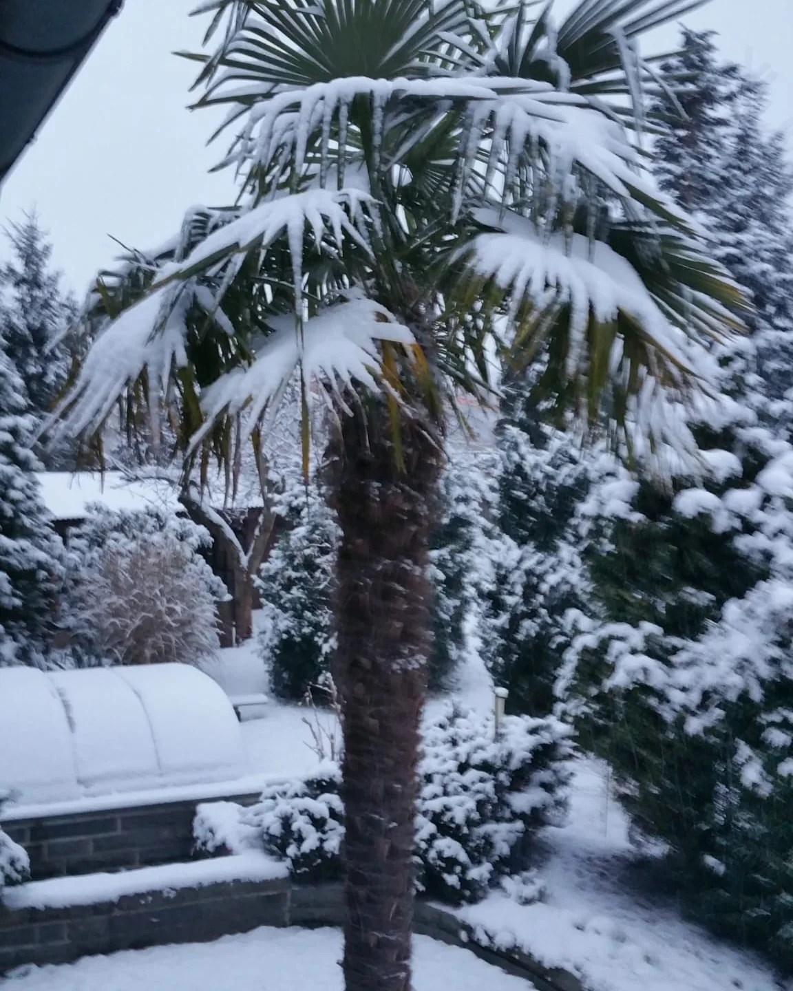 Verschneite Palme im winterlichen Garten